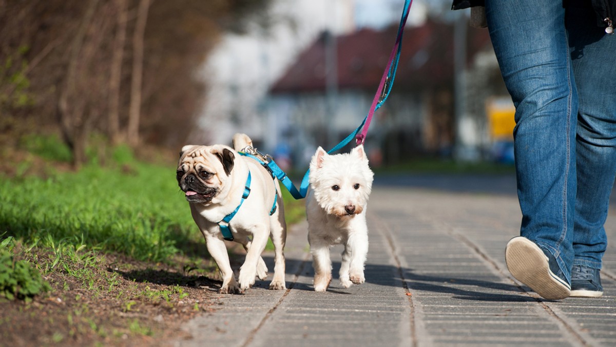 Oddział Zielonogórski PTTK zaprasza w Poniedziałek Wielkanocny na świąteczny spacer. Trasa liczy 9 km.