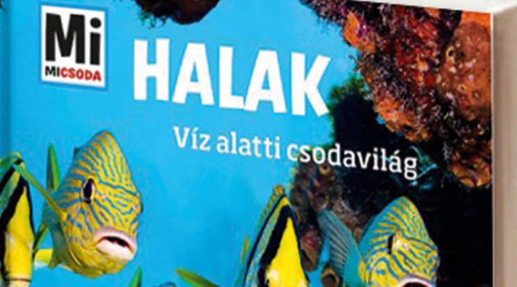 A Mi Micsoda sorozat Halak - Víz alatti csodavilág c. kötete