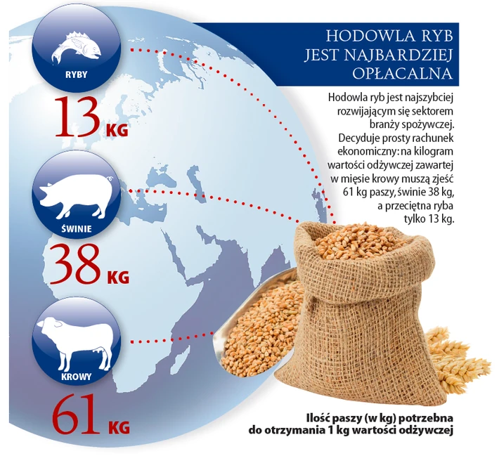 ryby infografika