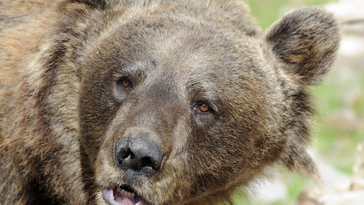 Upalne lato w Rosji dało się tak mocno we znaki niedźwiedziom, iż w poszukiwaniu pożywienia zdesperowane zwierzęta zaczęły rozkopywać cmentarze i jeść ludzkie zwłoki. Tradycyjne przysmaki niedźwiedzi, takie jak grzyby, jagody czy gryzonie zniknęły - podaje serwis guardian.co.uk.