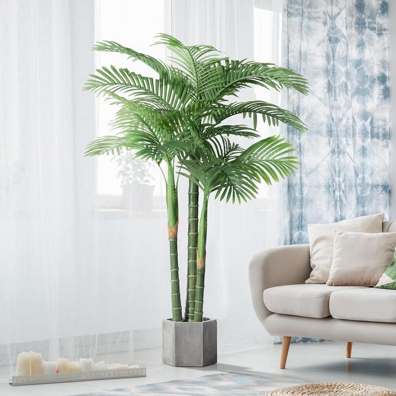 Indoor palm tree [Ubuynigeria]