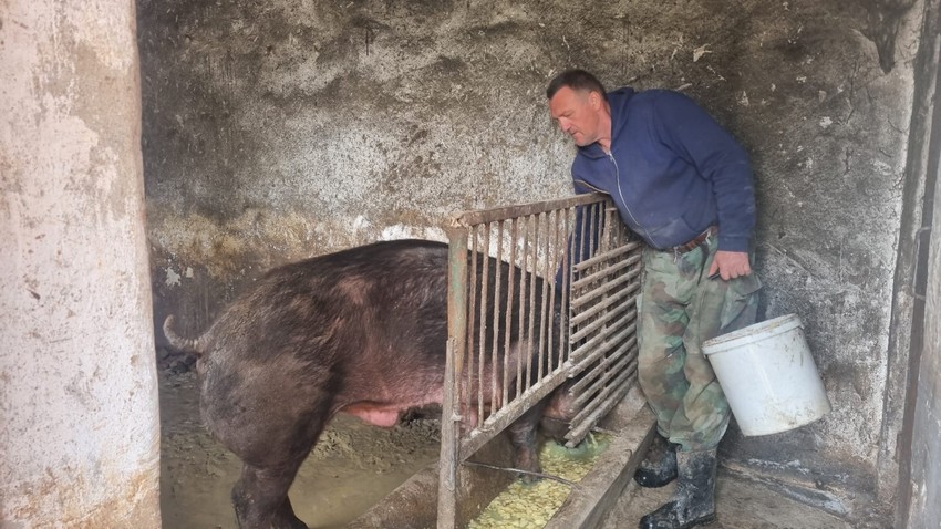 Svinje gimnastičarke