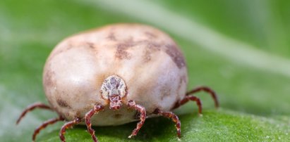 Idziesz do lasu? Włóż do kieszeni tę roślinę. Odgania kleszcze i komary