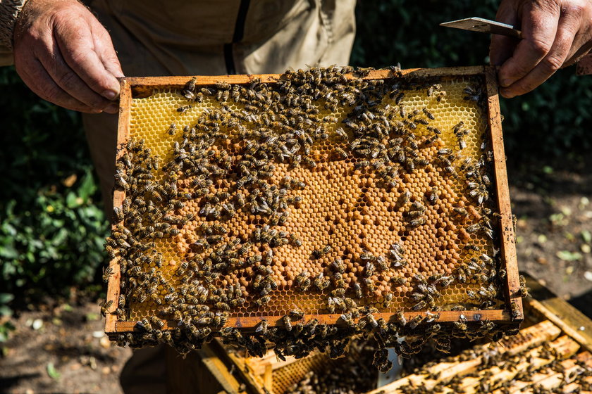 Pszczelarze boją się o swoje pasieki