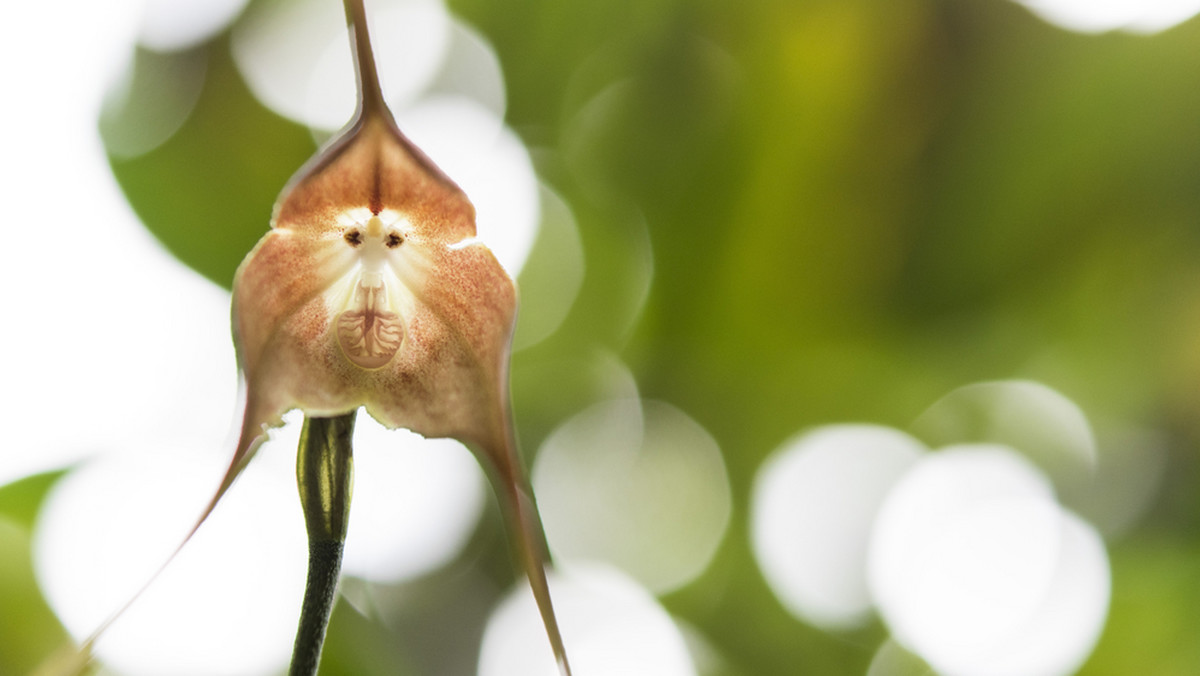 Dracula Simia - małpia orchidea. Kwiat, który ma "twarz"