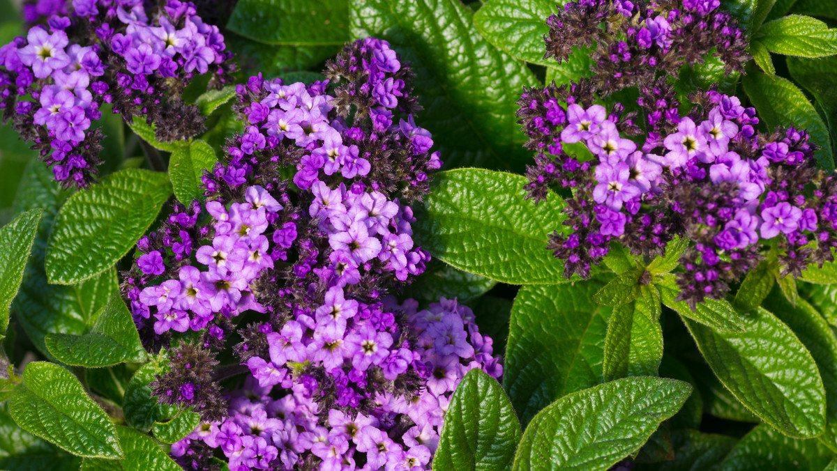 Heliotrop peruwiański (łac. Heliotropium peruvianum), który ze względu na piękny zapach bywa nazywany także heliotropem wonnym, jest w naszym klimacie rośliną jednoroczną, należąca do rodziny ogórecznikowatych. Wywodzi się – jak podpowiada zawarty w nazwie przymiotnik – z Peru.