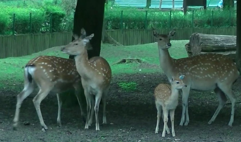 Mali mieszkańcy Nowego Zoo