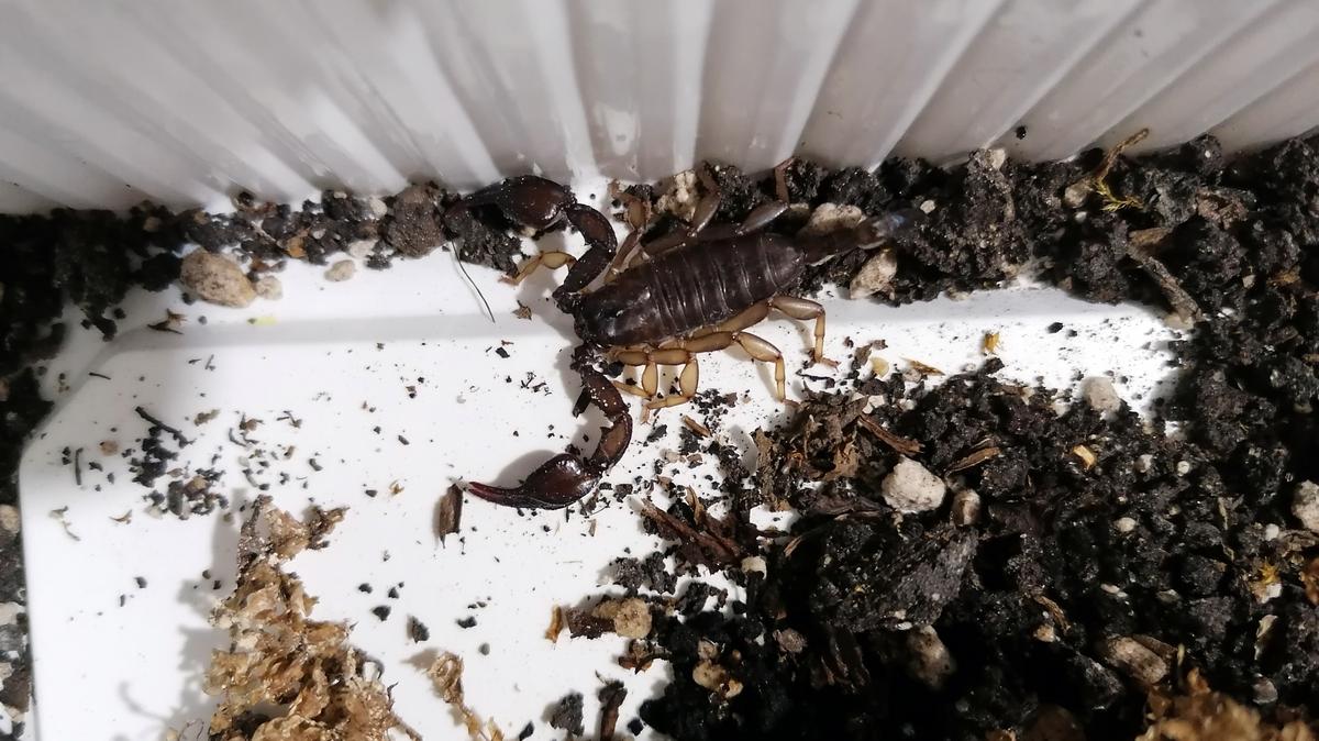 Kenyérhálóval fogtak skorpiót a konyhában Éváék - Blikk
