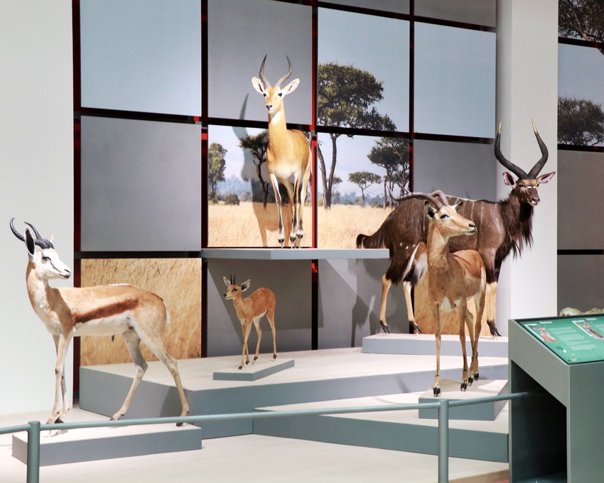 Izložba u Prirodnjačkom centru