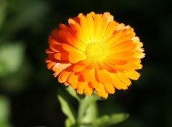 Ukraińscy naukowcy posadzą kwiaty na Księżycu