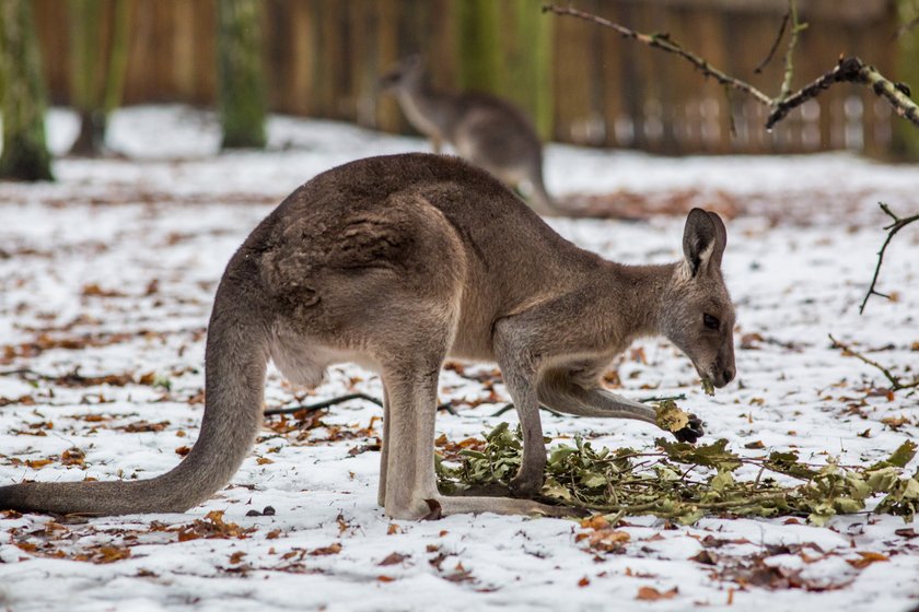 W poznańskim zoo na świat przyszedł kangur