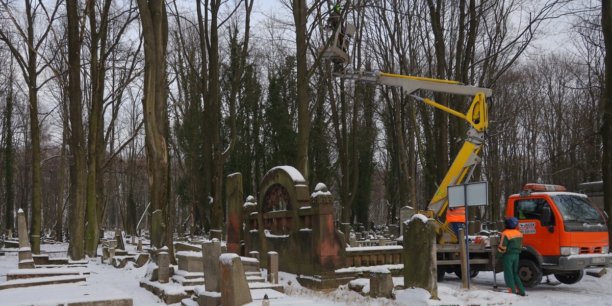 Rozpoczęły się prace pielęgnacyjne na Cmentarzu Żydowskim w Łodzi. 