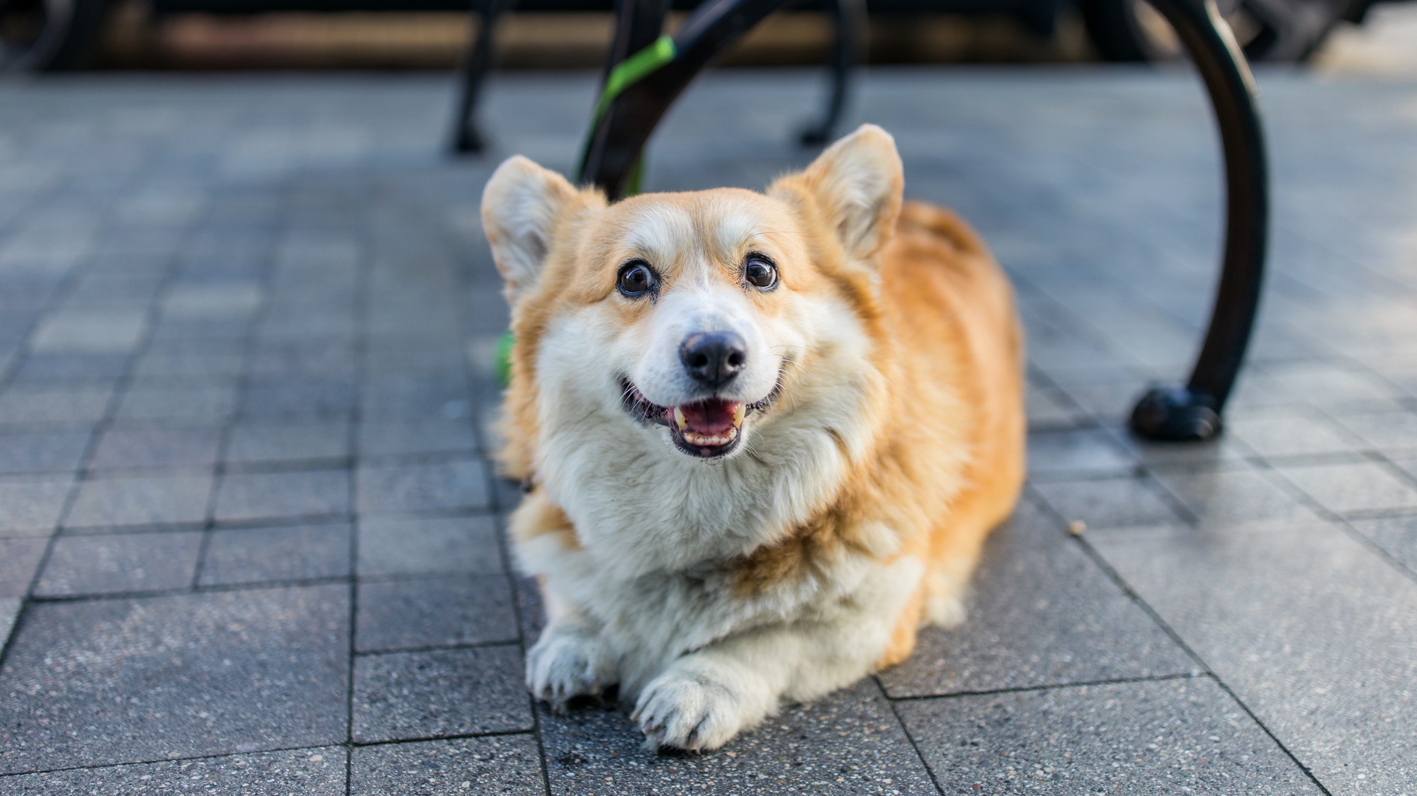 Hoci bol vzrastom najmenší, corgi sa prirodzene ujal vedenia celej svorky.