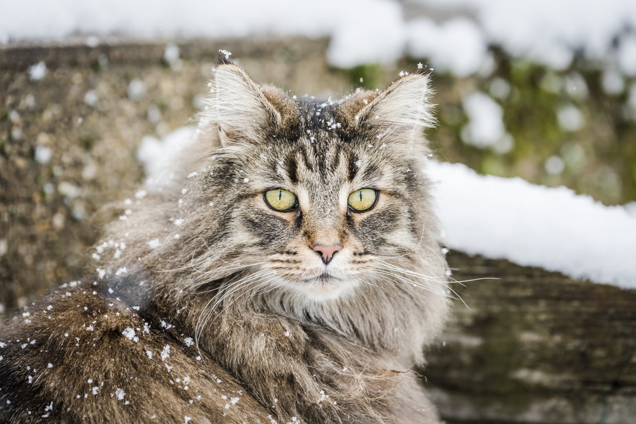 Kot norweski leśny jest odporny na niskie temperatury - GoldenEyesL.A./stock.adobe.com