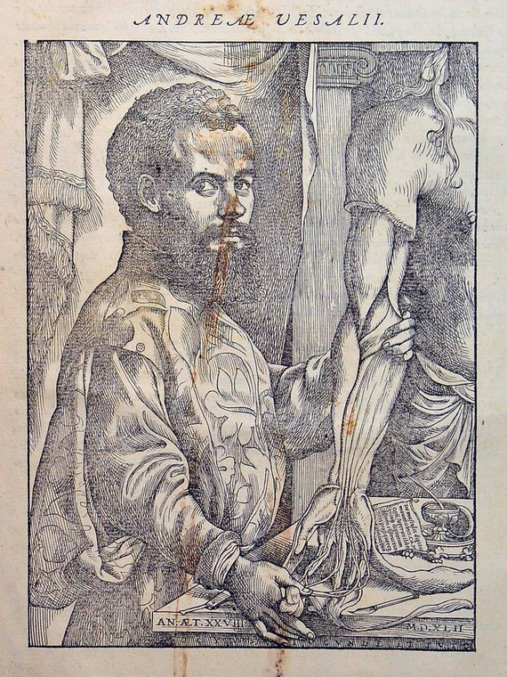 Portret Andreasa Vesaliusa, zamieszczony na stronie poprzedzającej początek pierwszej księgi „De humani corporis fabrica”. Autorem portretu był Jan van Calcar, niderlandzki malarz i rysownik, uczeń Tycjana.