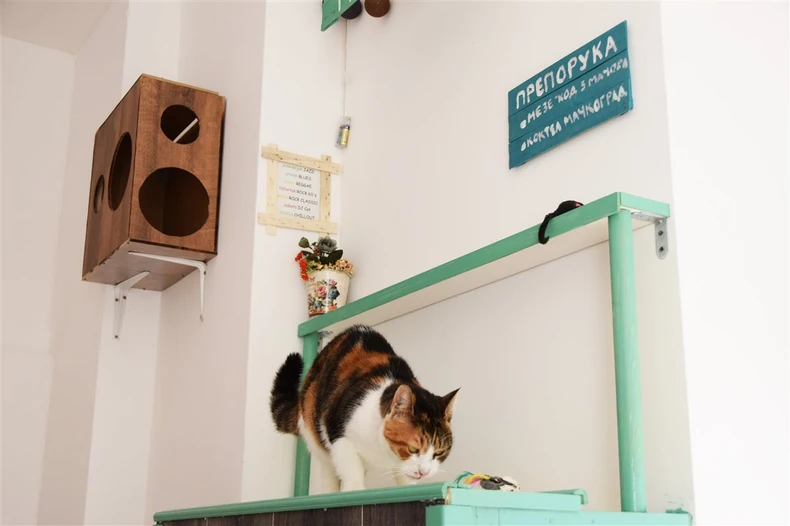 Jasmina Radulović: "Mace izvodimo u šetnju i igraju se kao u vrtiću"