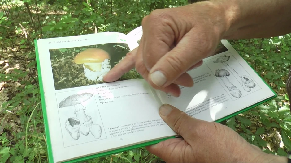 Savo poznaje sve gljive koje niču u šumama Srbije