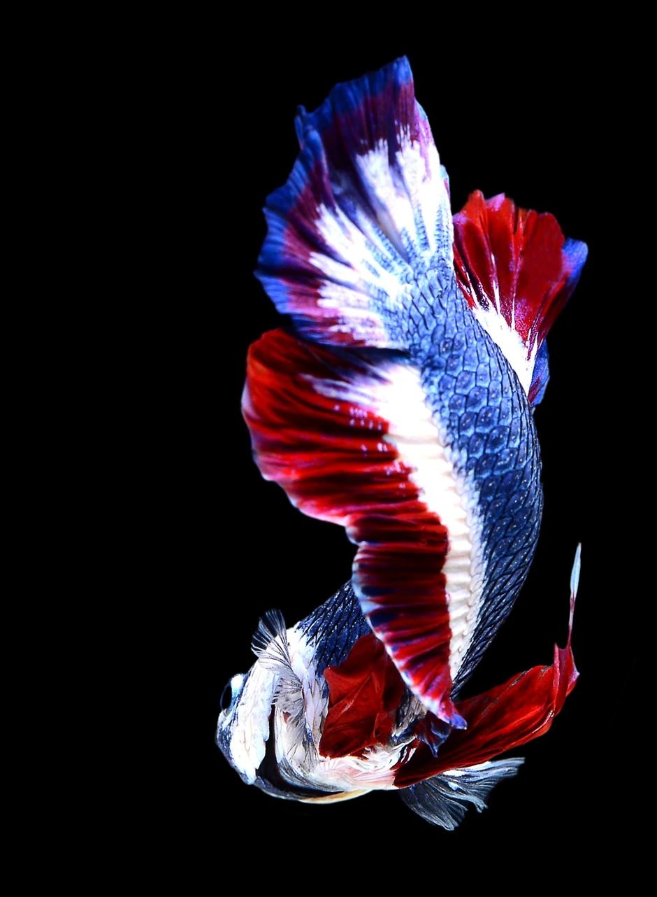 Sijamska ribica u bojama tajlandske zastave