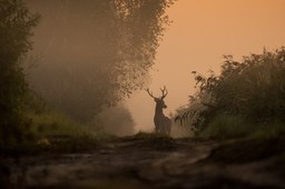myśliwi na celowniku posłów. szykują się istotne ograniczenia w dostępie do broni