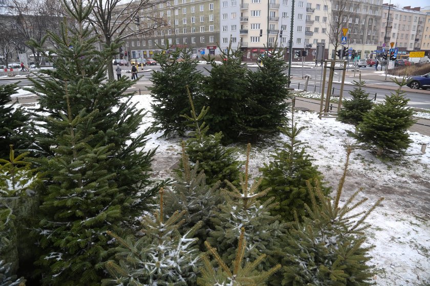 Tutaj kupisz świąteczną choinkę