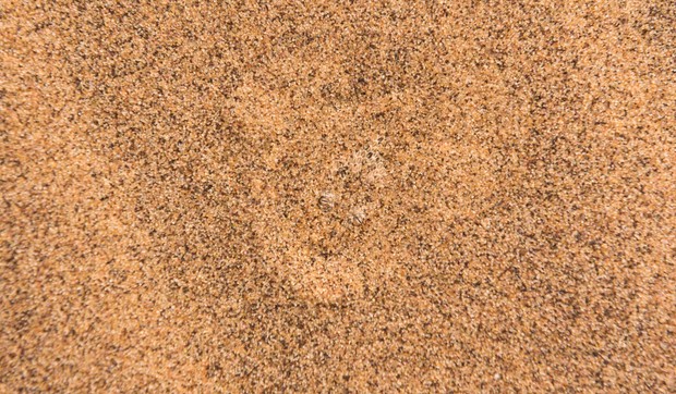 skrivena zmija01 foto profimedia