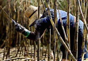 73436_brazil-farma701-afp-nelson-almeida