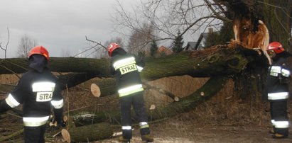 Usuwał powalone drzewo. Potrąciło go auto