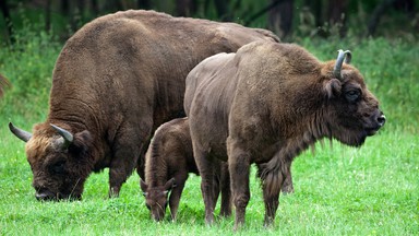 Bieszczady: żubry schodzą w doliny do miejsc zimowania