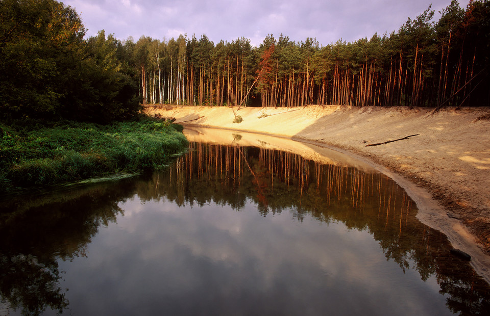 Puszcza Bolimowska (woj. mazowieckie)