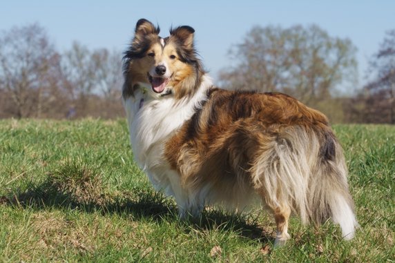 Miejsce 6: Owczarek szetlandzki – przez laików określany mianem "miniaturowego collie"