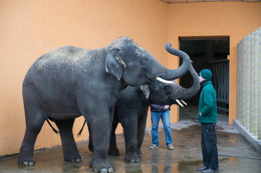 Nowe słonie w chorzowskim zoo
