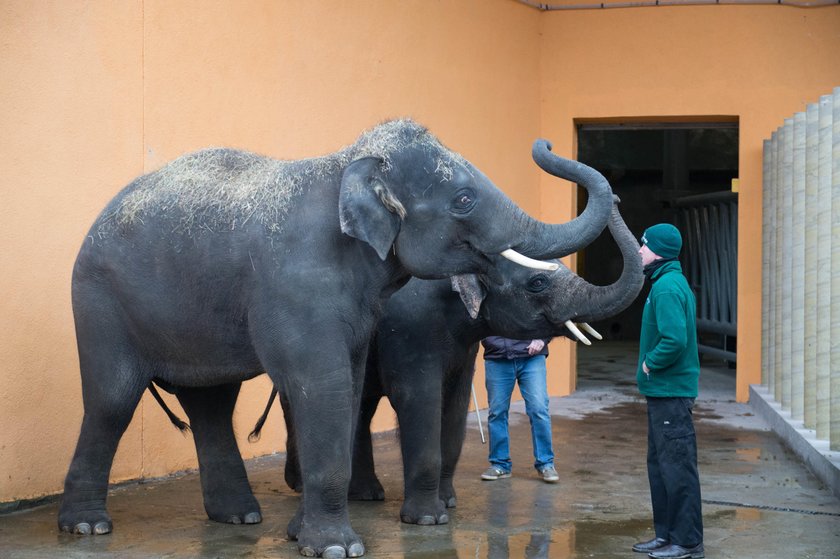 Nowe słonie w chorzowskim zoo