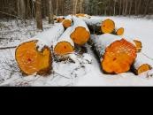 Rzecznik generalny TSUE wyda opinię w sprawie wycinki w Puszczy Białowieskiej