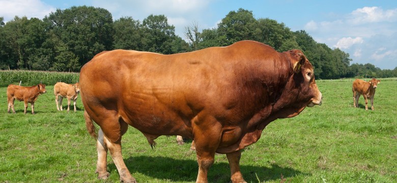 Stado byków błąka się po powiecie prudnickim