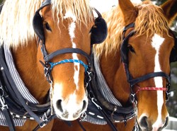 Zaczarowana dorożka, pijany dorożkarz