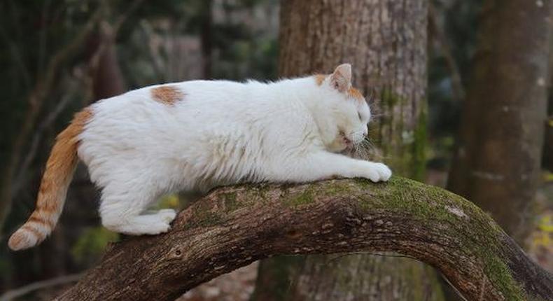 Les chats font partie des animaux qui peuvent prédire un tremblement de terre/Pinterest