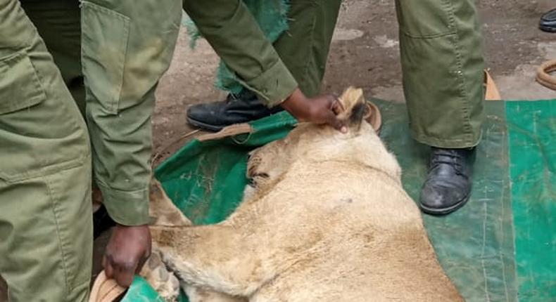 The sub-adult male was spotted by residents of Ongata Rongai, Kajiado county. (COURTESY:KWS)