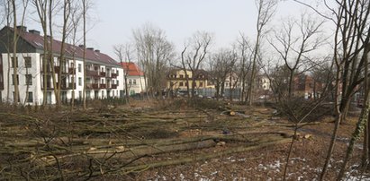 Okrutna rzeź w Milanówku. Pod piłami zginęło ponad 60 zdrowych dębów