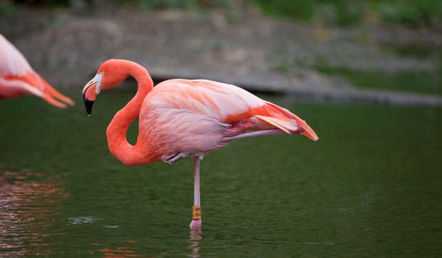 zašto flamingosi stoje na jednoj nozi
