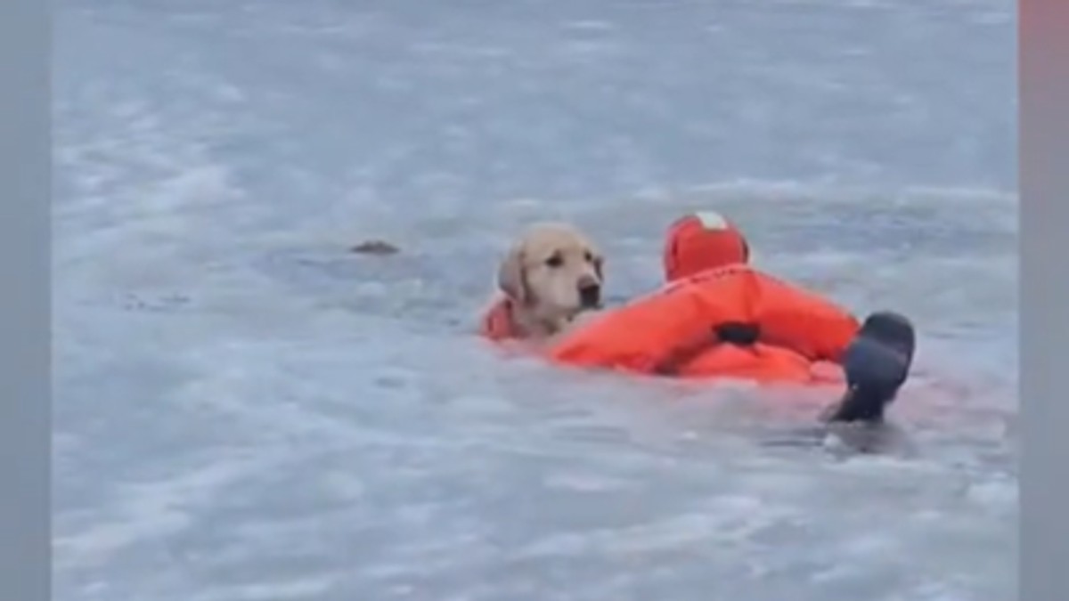 Akcija spasavanja psa