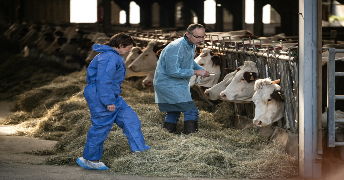 Apr-s-3000-bovins-abattus-la-France-envisage-la-vaccination-en-2026