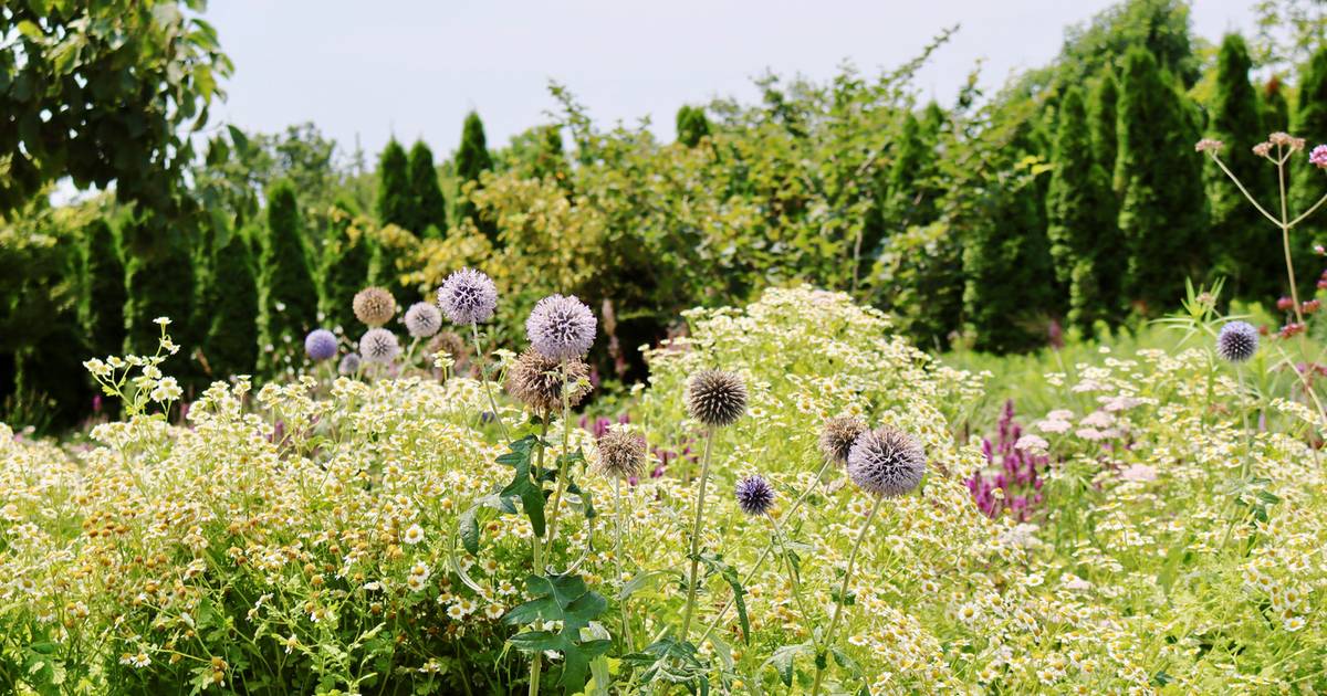 Quiz z przyrody. Sprawdź, czy twoja pamięć nie zarosła mchem