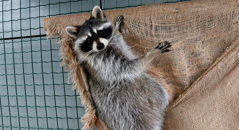 A six-month-old female raccoon, plays in a cage at the Roev Ruchey Zoo in a suburb of the Siberian city of Krasnoyarsk, Russia October 13, 2017.REUTERS/Ilya Naymushin