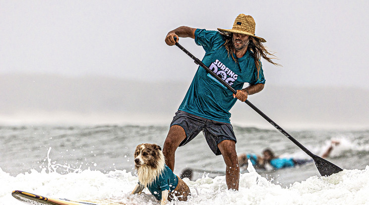Szörföző Kutyák az ausztráliai Noosában / Fotó: Northfoto