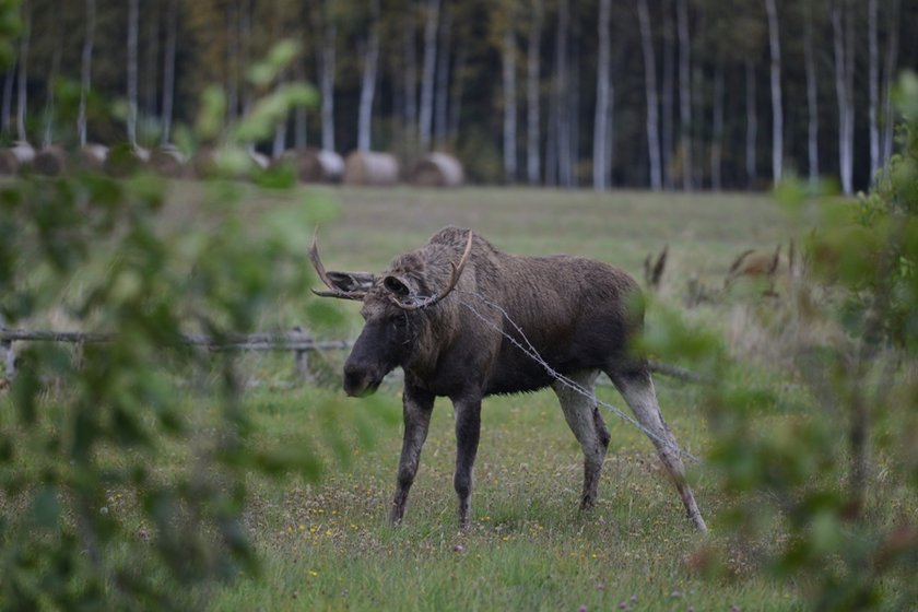 Łoś wpadł do bagna uratowali go leśnicy