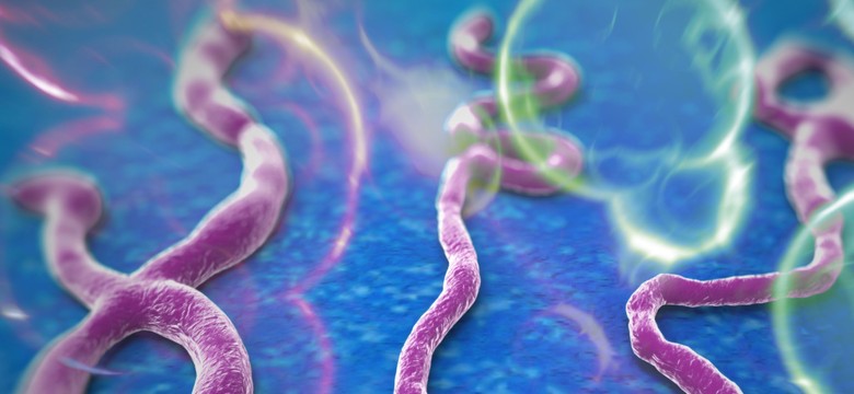 Ebola coraz bliżej granic Polski?