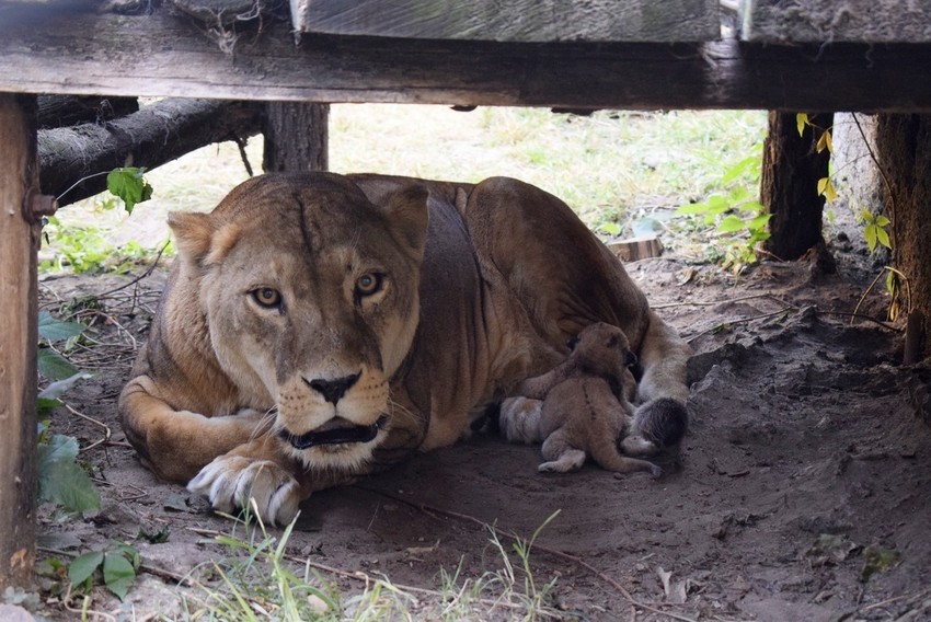 Kiara po rođenju sa svojom majkom, iz arhive