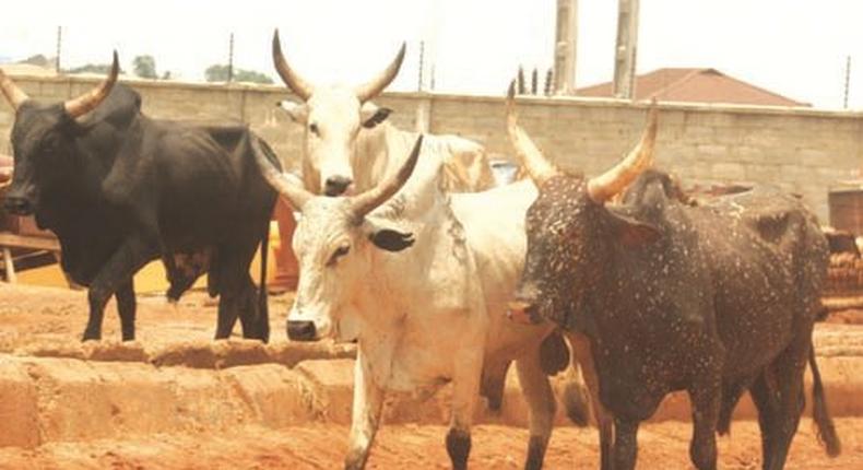 A Mobile Court in Minna‎ fined owners of wandering animals N79, 000 to get them back from the Niger State Environment Protection Agency (NISEPA).