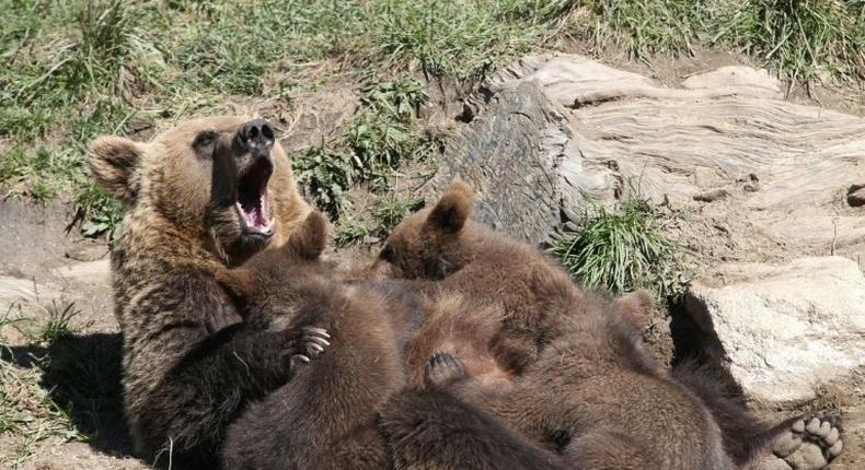 Brown bears were hunted to near extinction in the Pyrenees but there are now around 40 roaming the mountain range