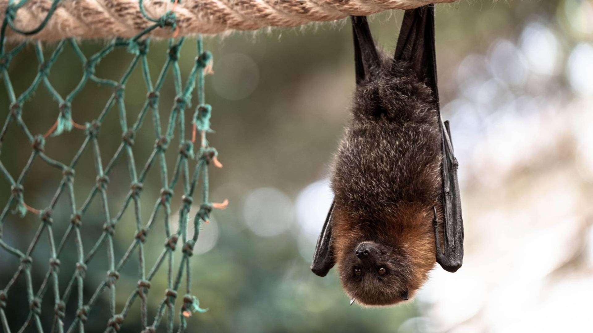 Ljudi dele snimke sa "Batwoman", naučnice iz Vuhana za koju svi veruju da je kriva za širenje korone